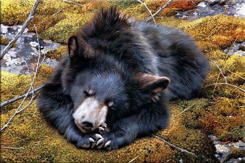Tapeta Medveď - ZR 0084