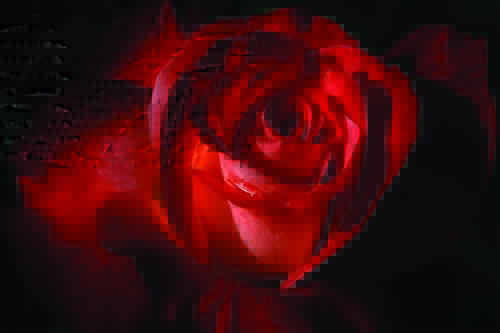 Tapeta Červená ruža - KV 0086