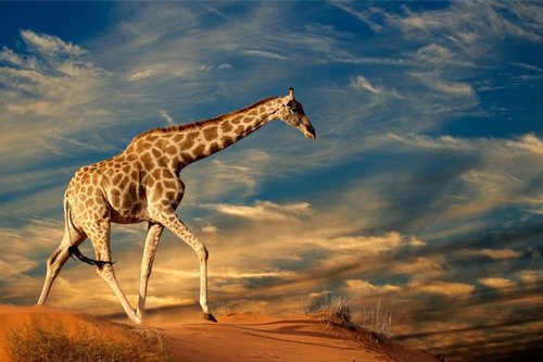 Tapeta ZR 0024 - Žirafa