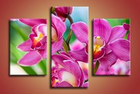 obraz thajske orchidey 3-dielny na stene