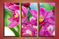 obraz thajske orchidey 3-dielny na stene 2