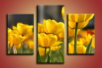obraz na stenu zlte tulipany KV 3
