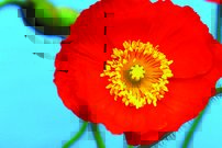 Červený kvet - KV 0158