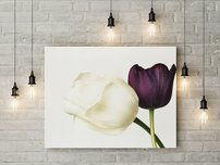 obraz na stenu kvety dva tulipány 1 dielne