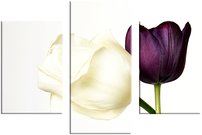 obraz na stenu kvety dva tulipány 3 dielne