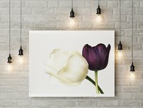 obraz na stenu kvety dva tulipány 1 dielne