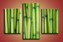Obraz na stenu Bambusy 3